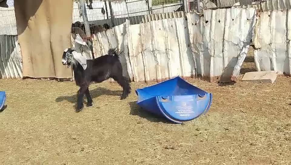 للبيع جمده عارضيه طيبه - 1