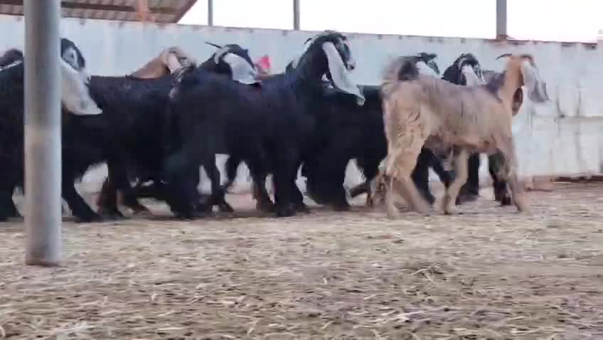 للبيع - 2