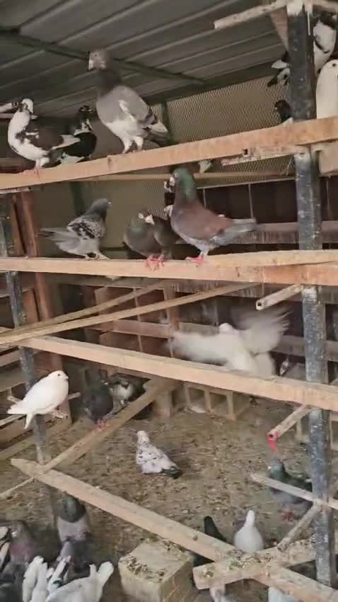 حمام لاحم وزجل و قفص حديد ضخم - 1