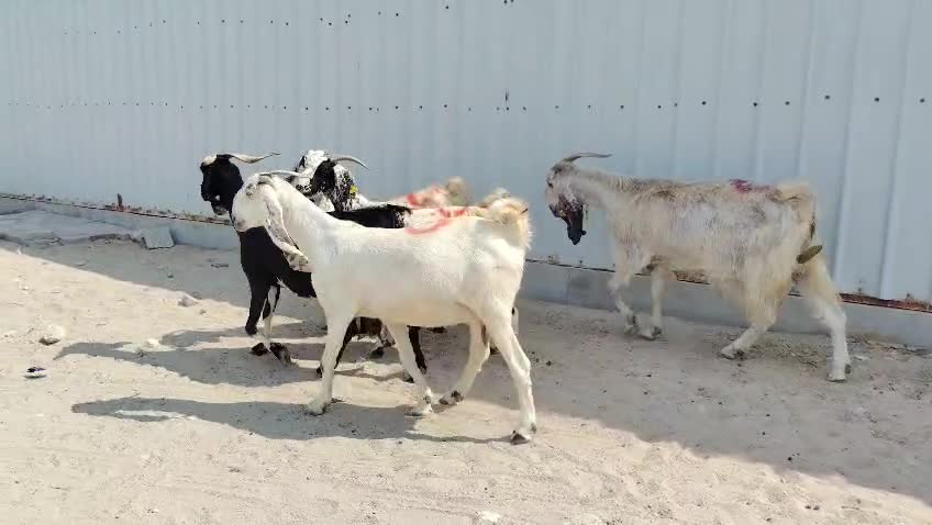 معزه دفيع - 1