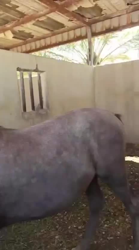 خيل عربي - 1