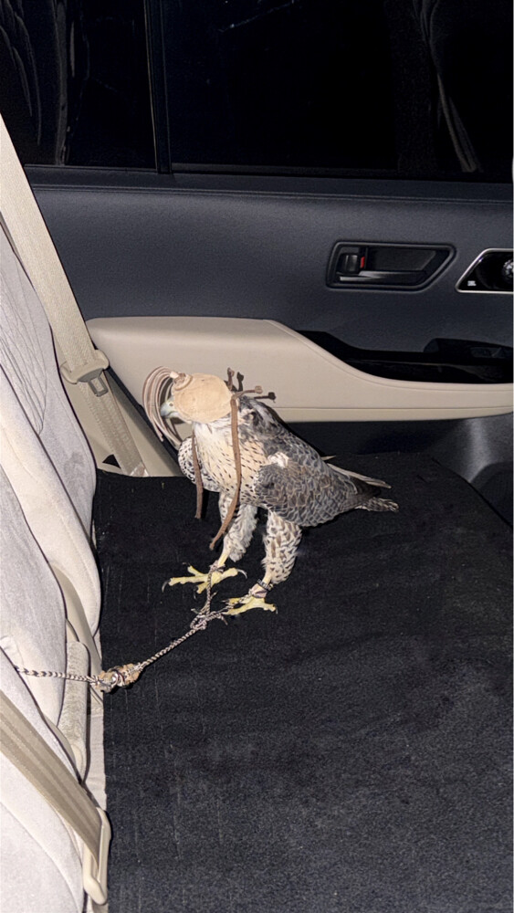 جير تبع - 1