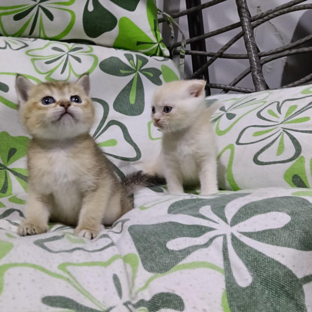Sanchilla Baby cat - 7