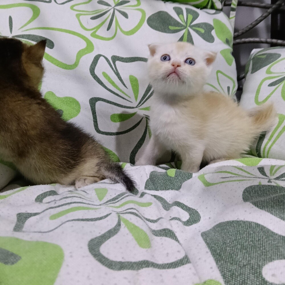 Sanchilla Baby cat - 5