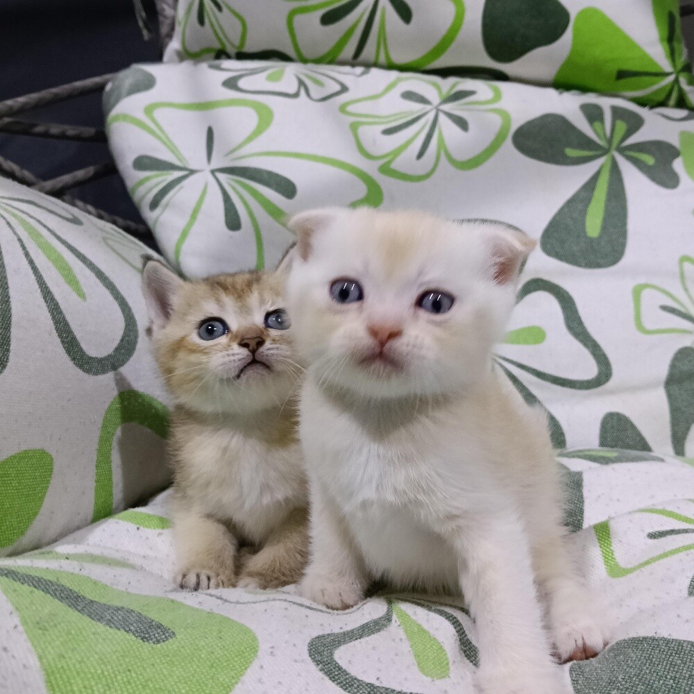 Sanchilla Baby cat - 1