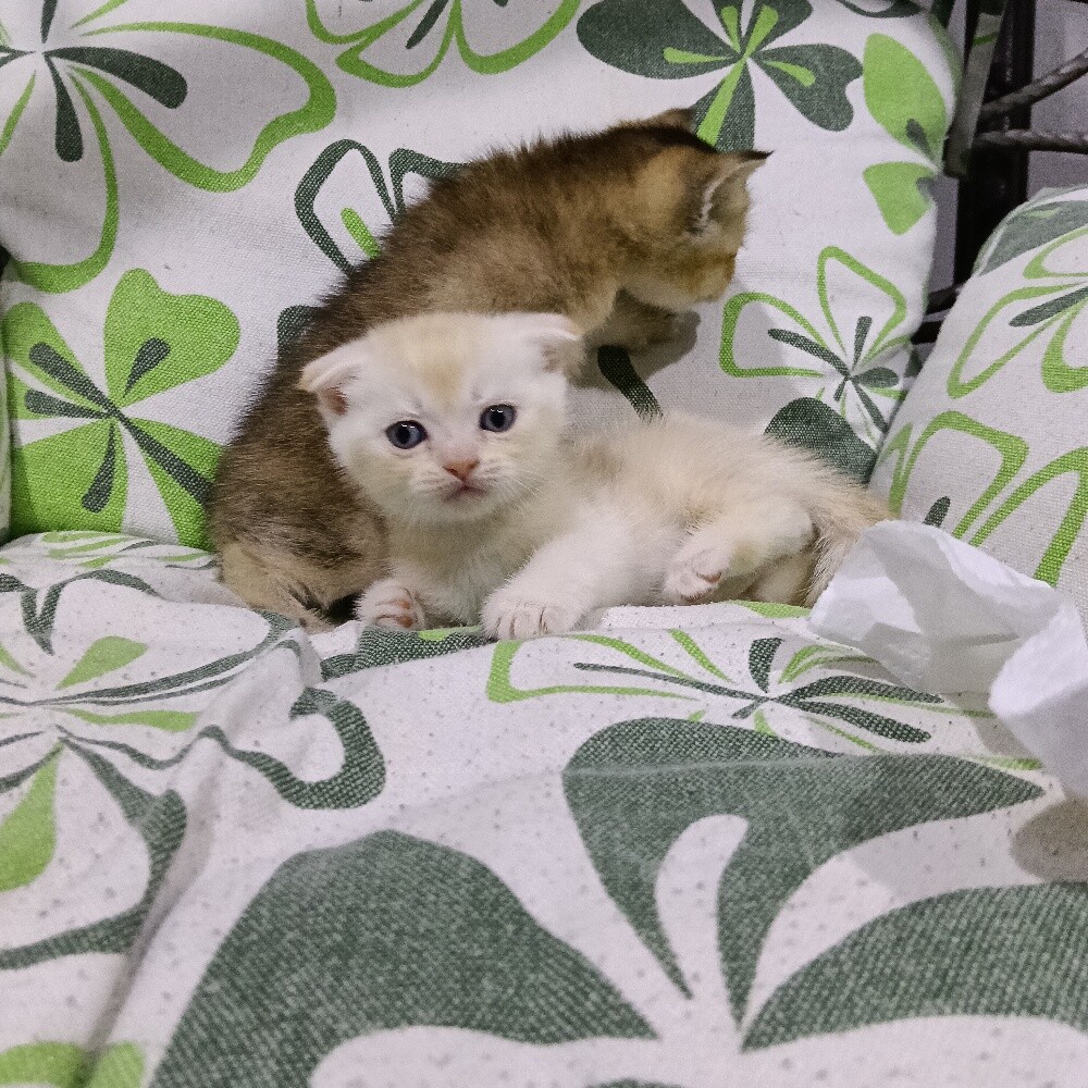 Sanchilla Baby cat - 6