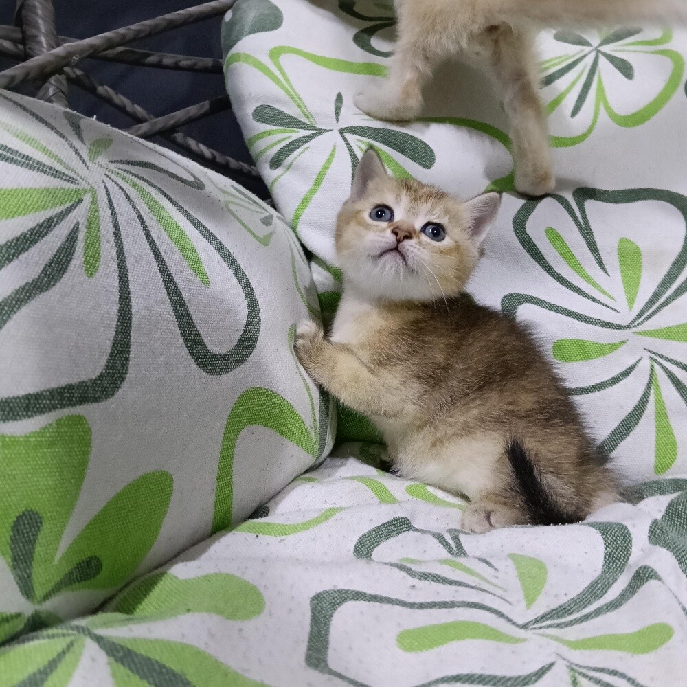 Sanchilla Baby cat - 4