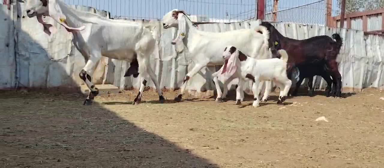 للبيع معزا باكستانيات وليد طيبة - 1