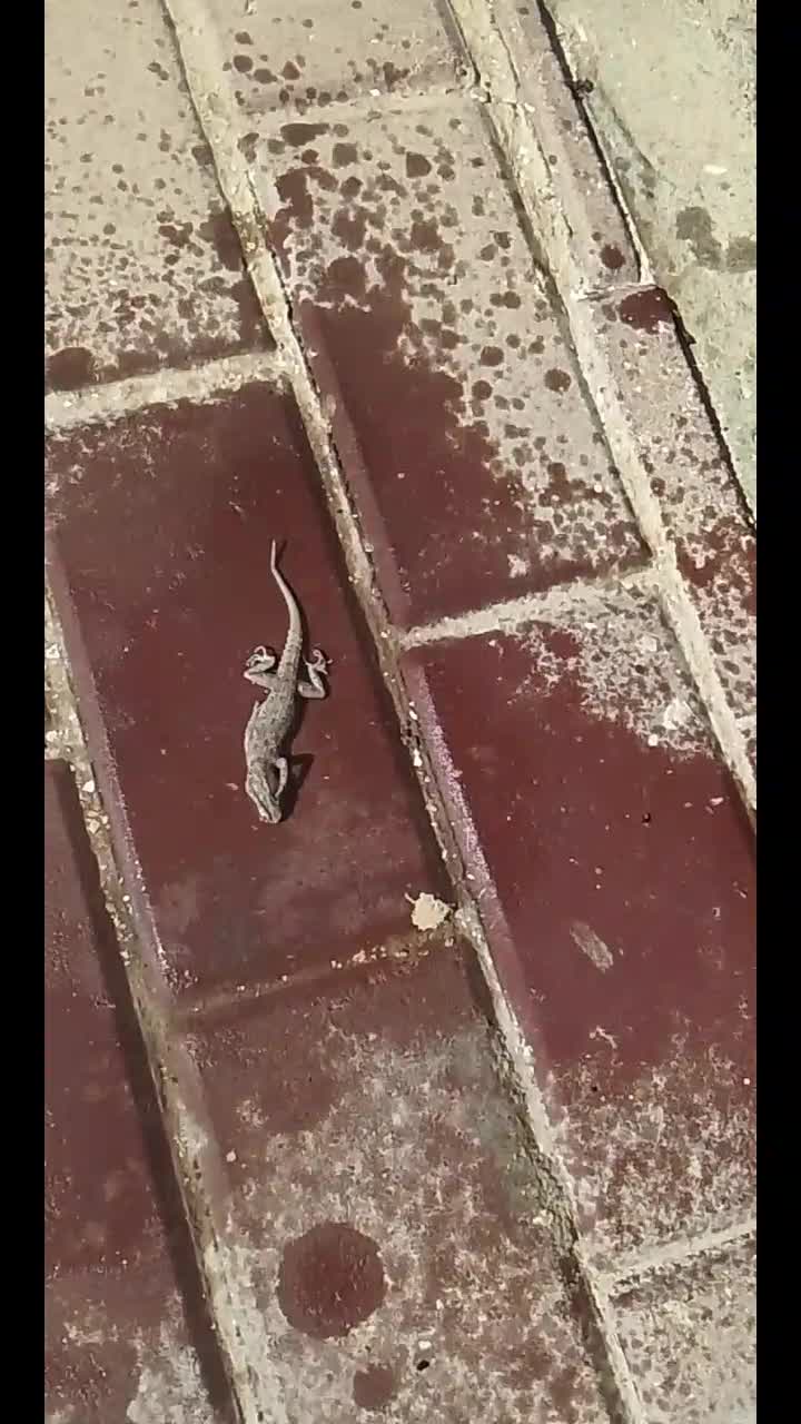 مكافحه الحشرات - 1