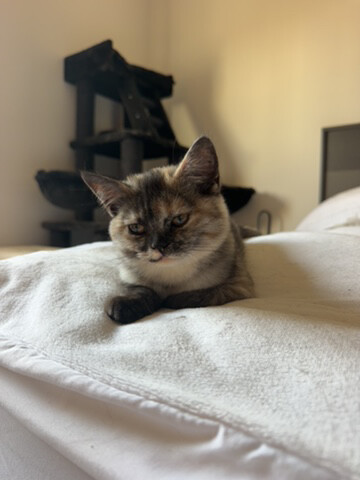 british shorthair - 1