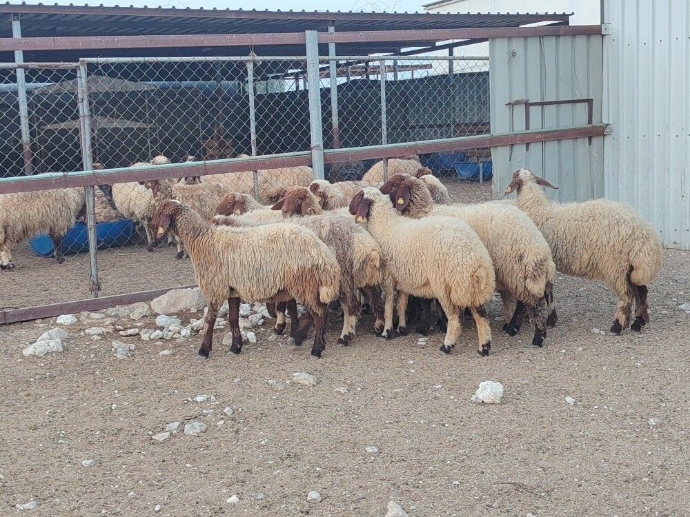 للبيع رخال سوريه طيبه اباكير - 1