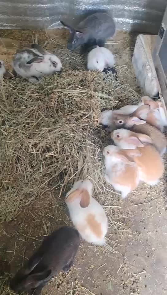 ارانب ما شاء الله طيبه - 1