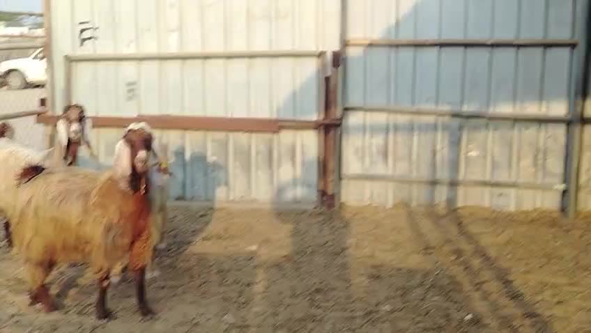 عوارض فاخره - 4