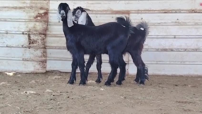 للبيع معزه عوارض اباكير طيبه فاخر - 1