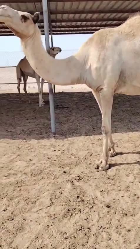 مدني منتج - 1