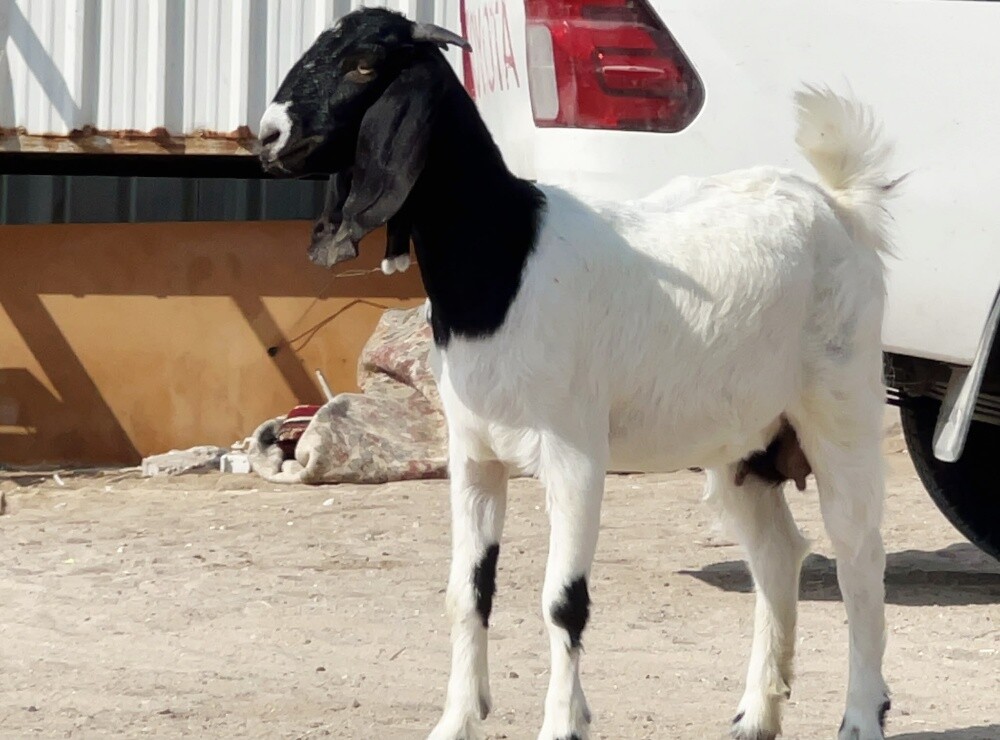 للبيع جمده مهجنه ببرقوت دفيع واصل - 3
