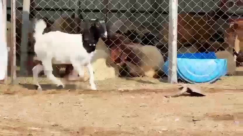 للبيع جمده مهجنه ببرقوت دفيع واصل - 5