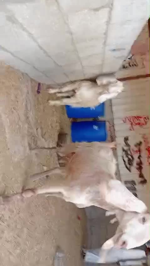للبيع ماعز عوارض دفيع شرط - 1