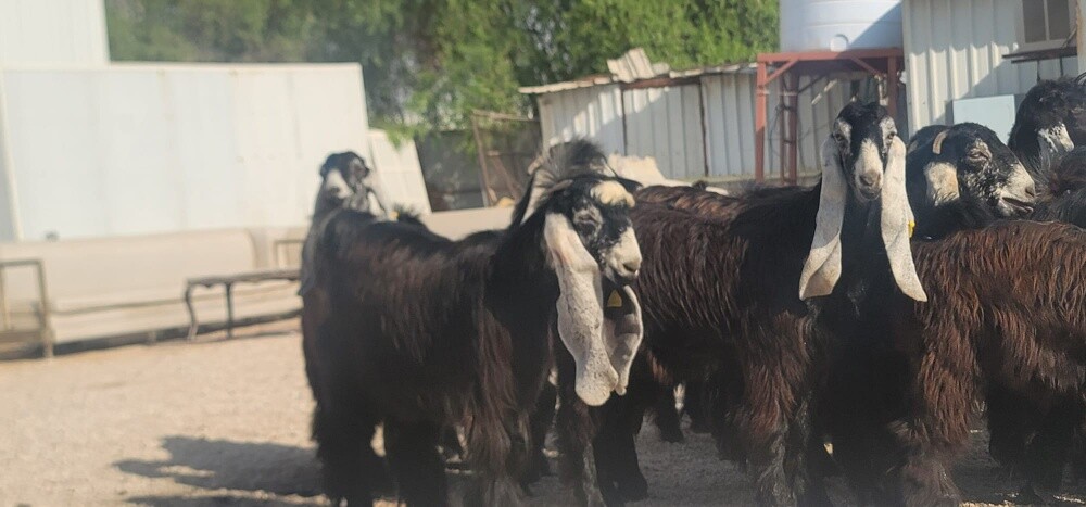 جمد عوارض ربش - 1