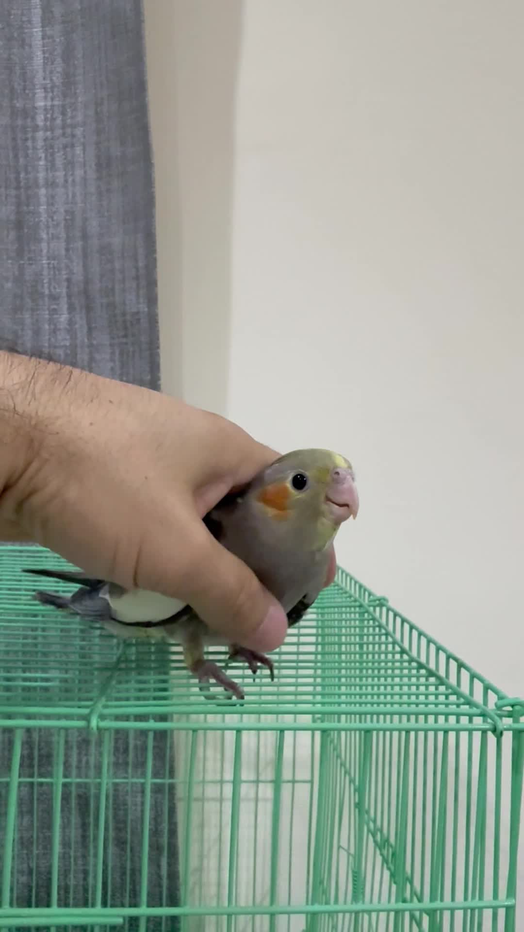 tamed cockatiel 37 days old - 1