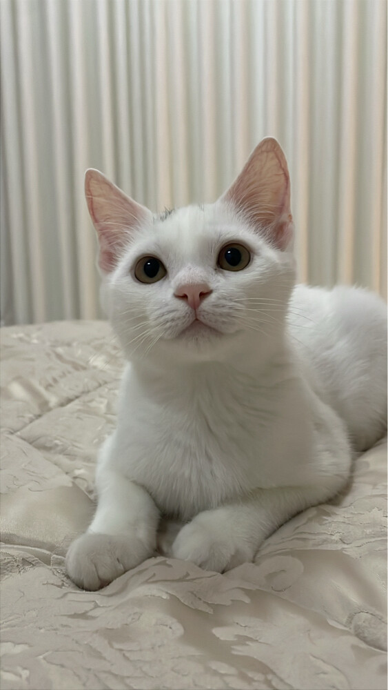 للبيع - 3