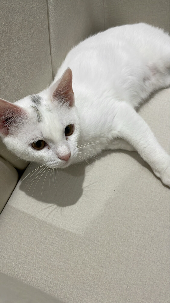 للبيع - 2