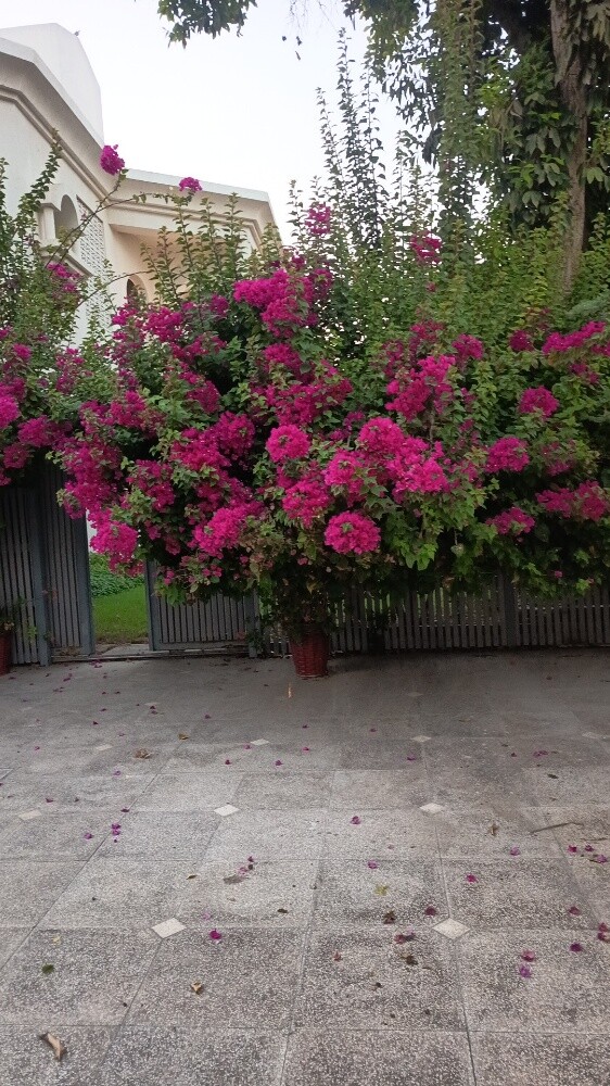 مهندس زراعي - 2