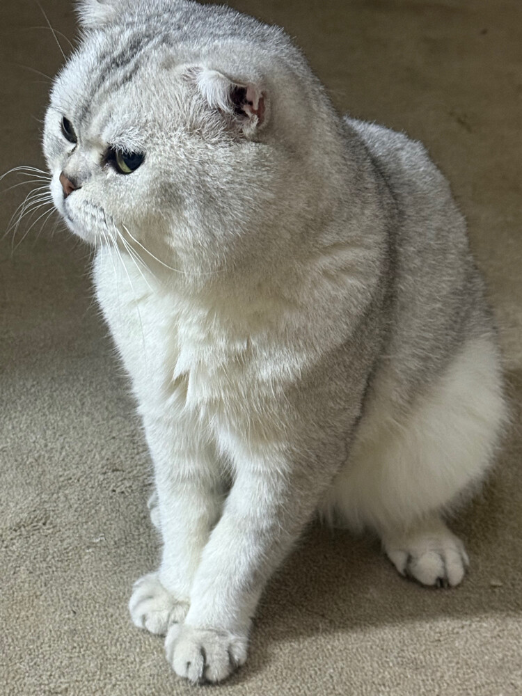 Shirazi cat ,Leo - 1