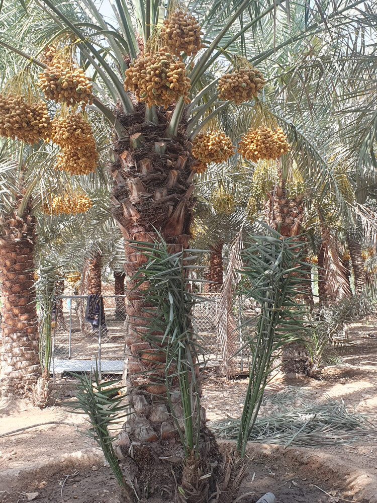 نخيل مثمر  - 10
