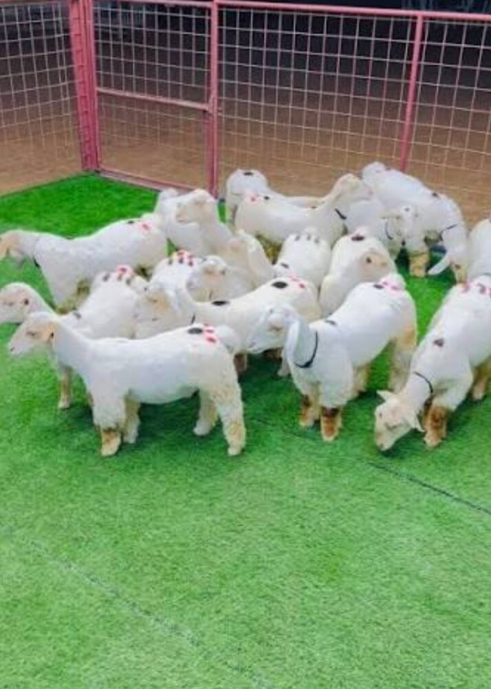 اغنام قزم بانور - 2