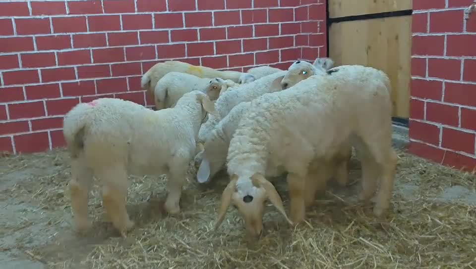 اغنام قزم بانور - 1