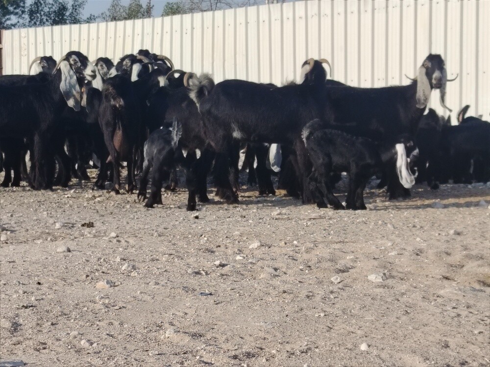 للبيع معزا عوارض وليد صنف - 4