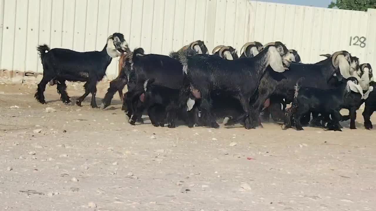 للبيع معزا عوارض وليد صنف - 1