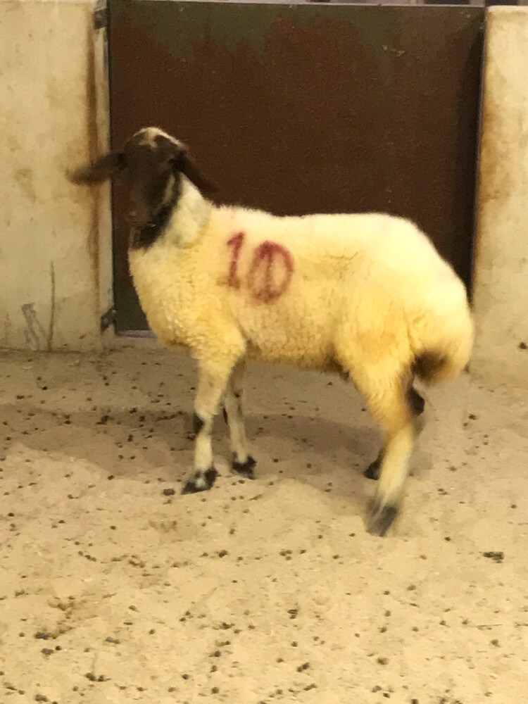 شاه طيب - 1