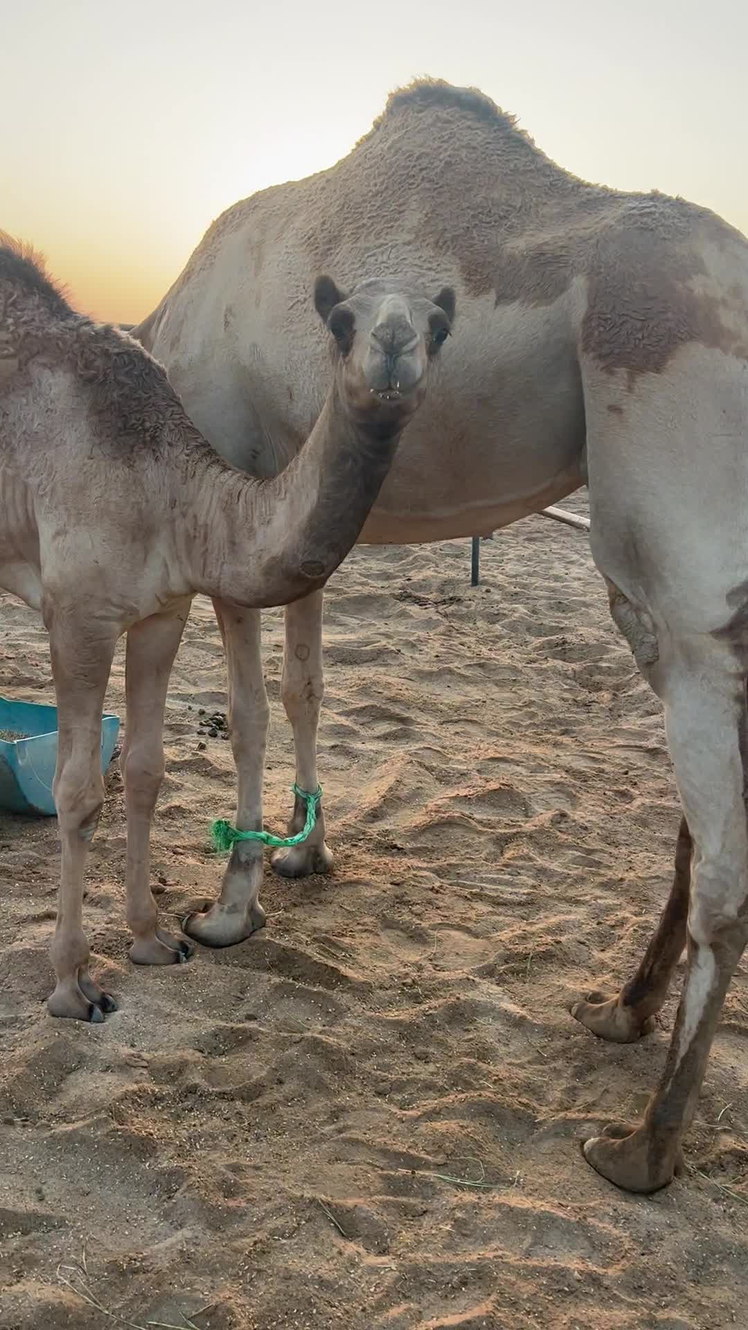 حوار سمين  - 2