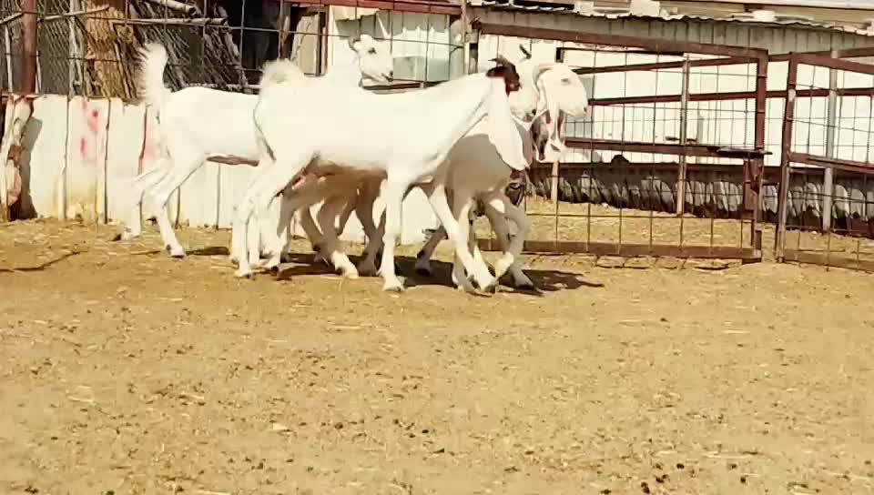 مشاريك اباكير طيبين - 1