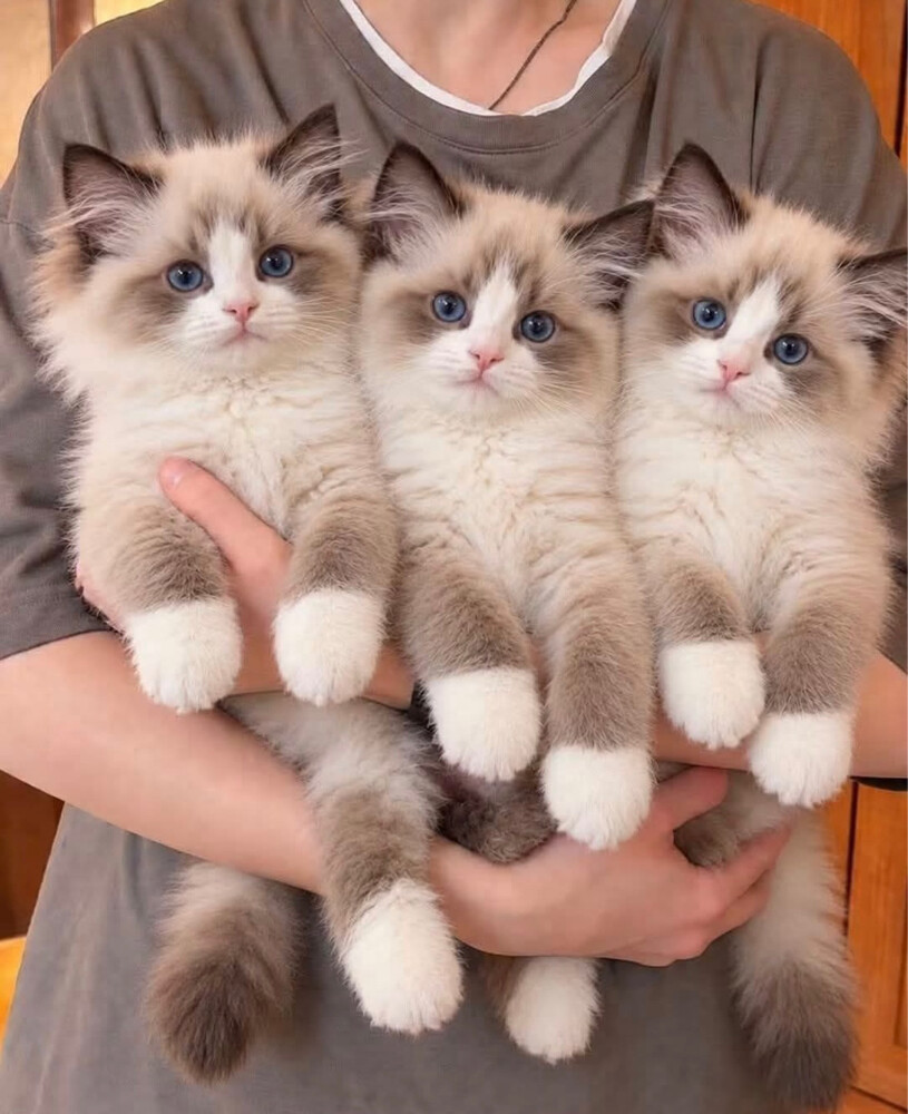 ragdoll cats - 1
