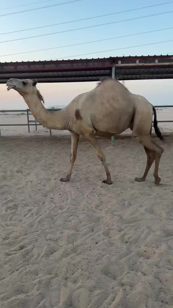 للبيع متلي - 1