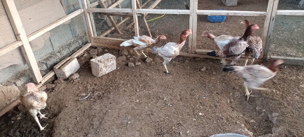 Chiken makrani - 3