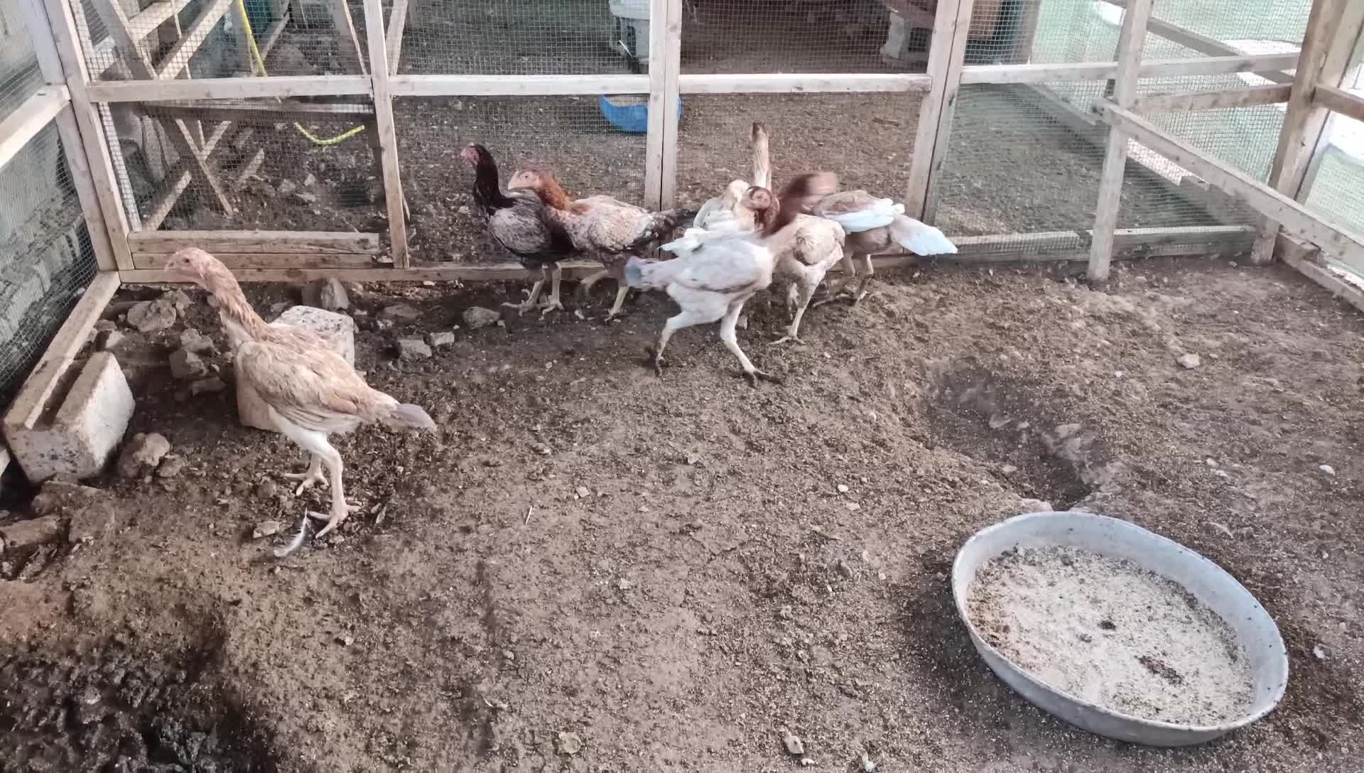 Chiken makrani - 4
