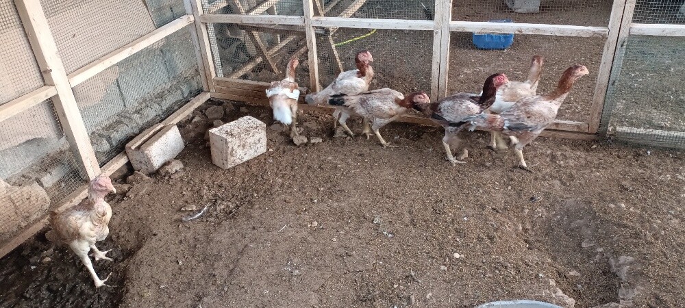 Chiken makrani - 1