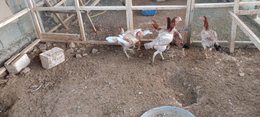 Chiken makrani - 2