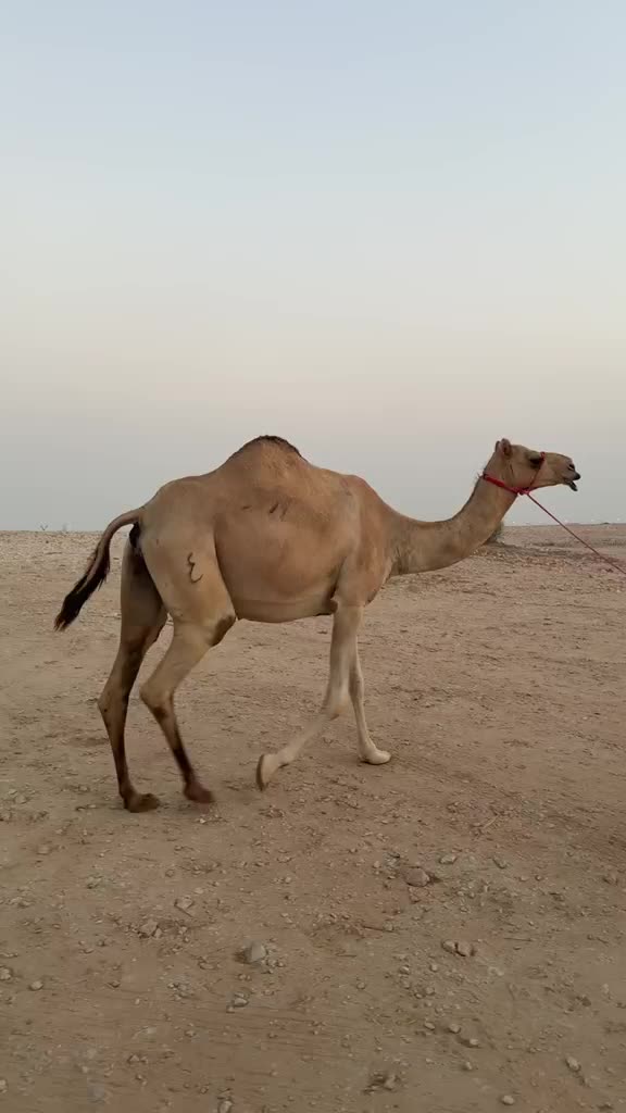 للبيع  - 1