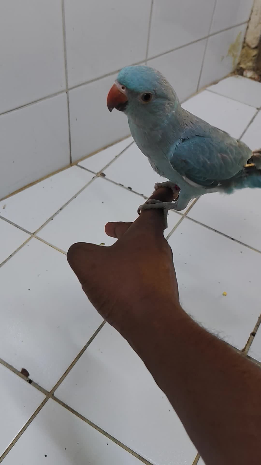 Blue  Ringneck Parakeet - 2