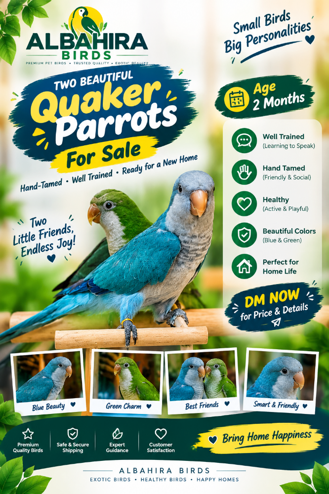 Quaker parrot - 1