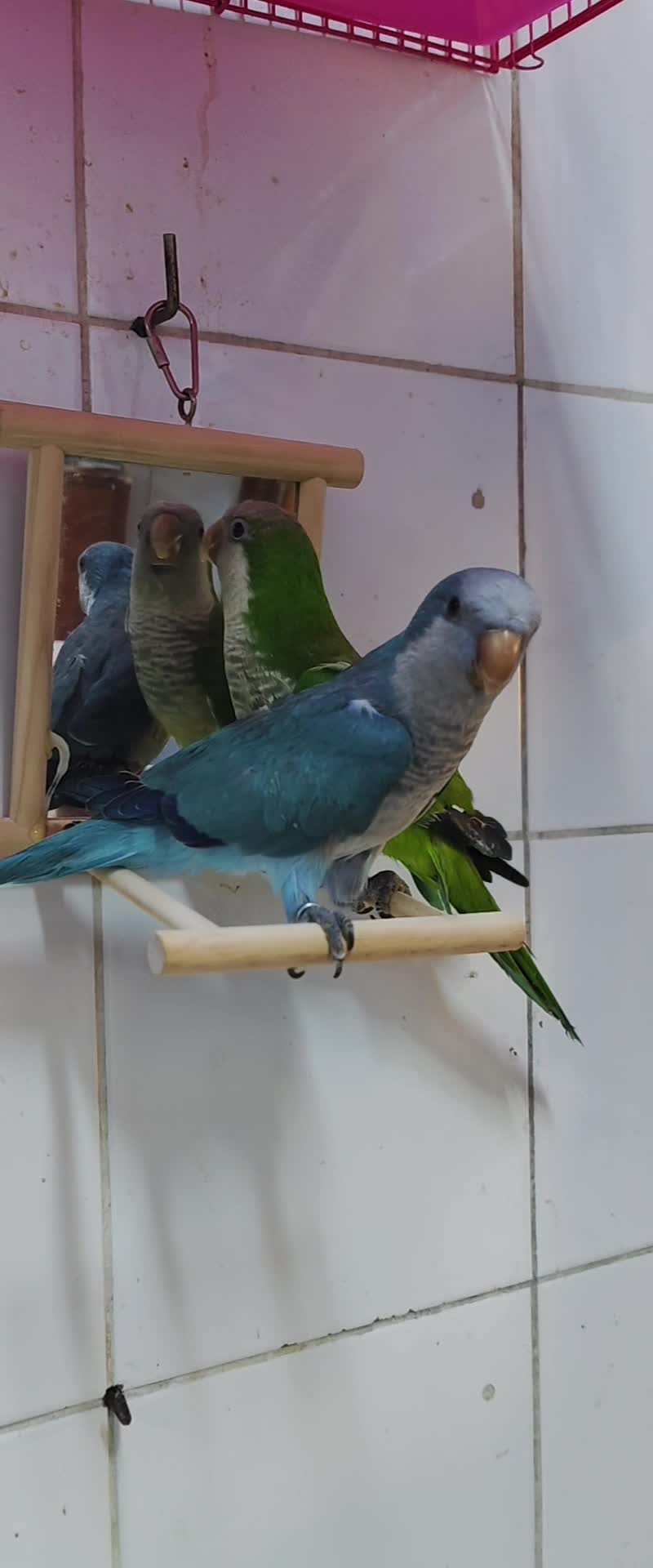 Quaker parrot - 2