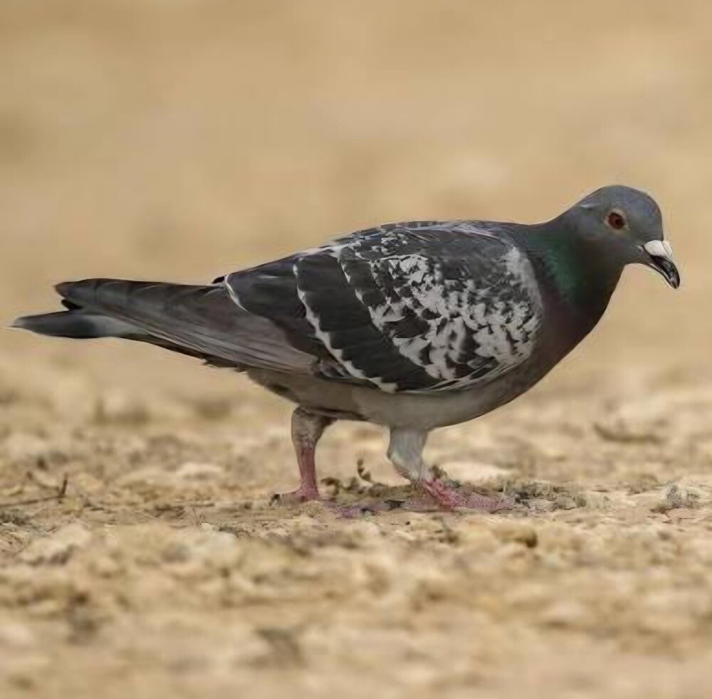 Bird - 1