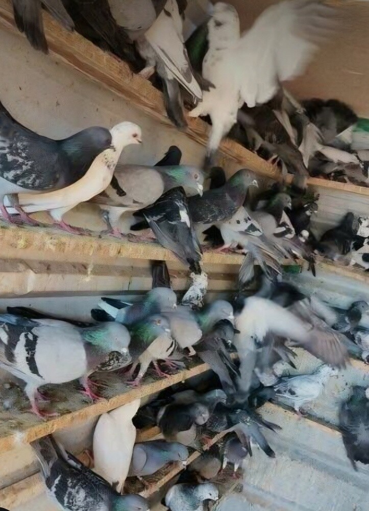 Bird - 2