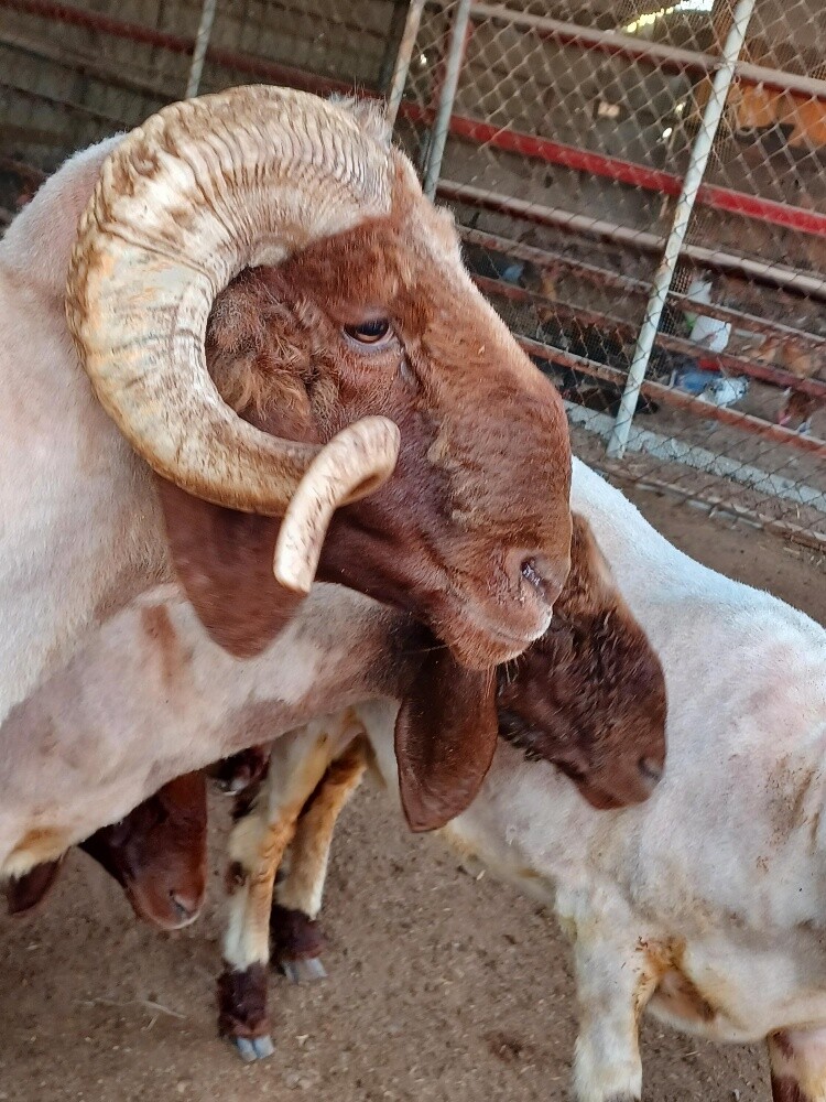 Sexually excited sheep for sale - 2