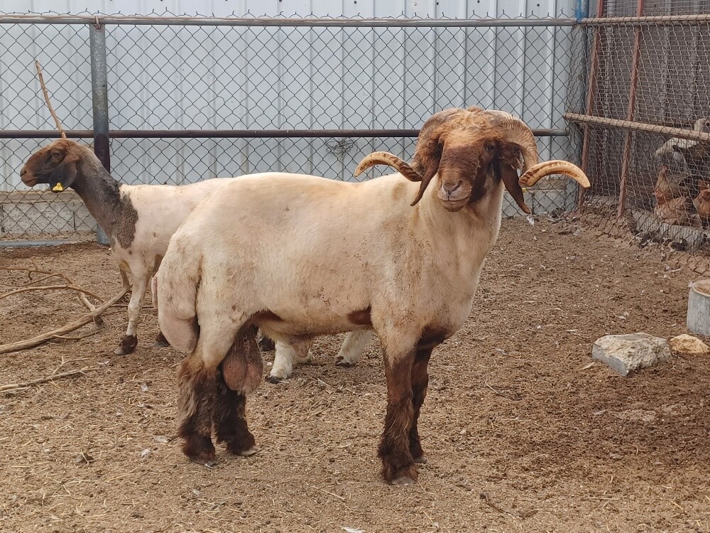 Sexually excited sheep for sale - 1